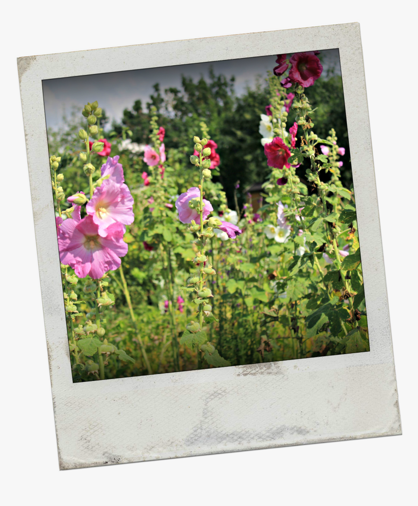 It S A Beautiful Wednesday Morning, The Sun Is Shining,, HD Png Download