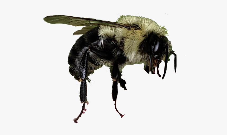 Honeybee, HD Png Download