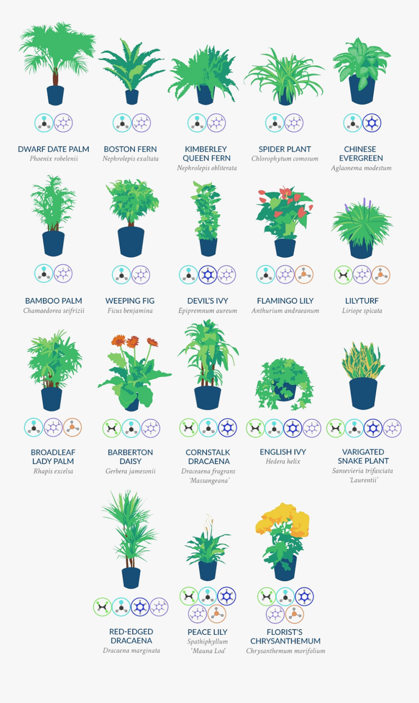 Nasa Clean Air Study Plants, HD Png Download