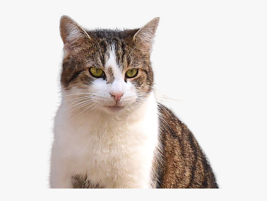 Arabian Mau, HD Png Download