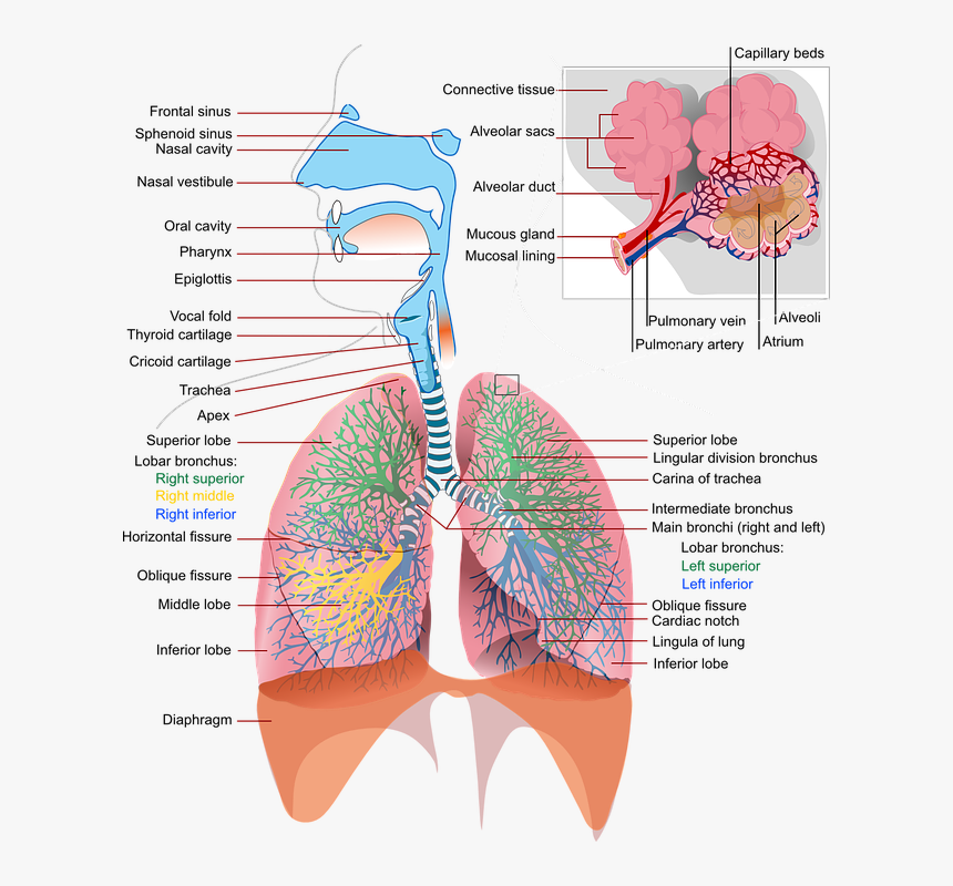 Alkaline Breathing - Respiratory System, HD Png Download
