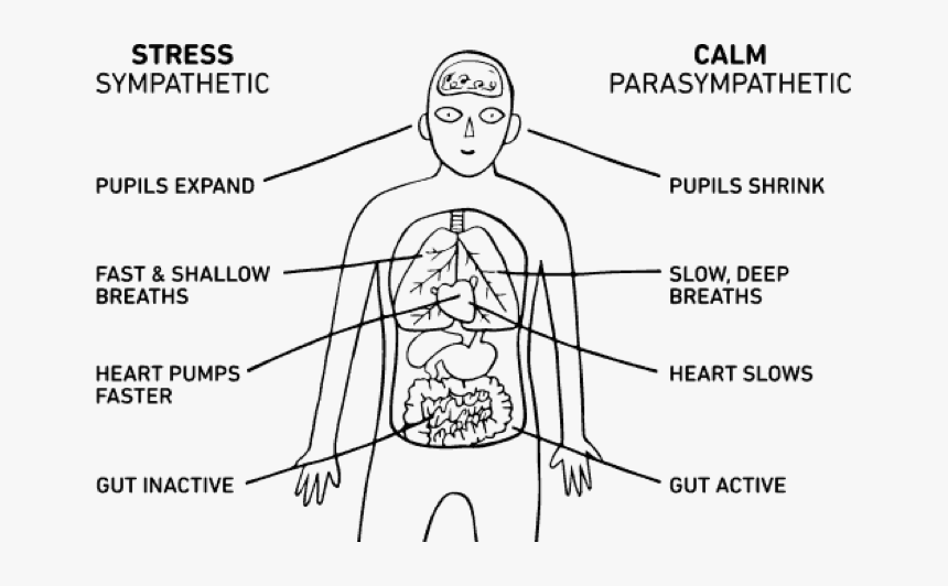 Body-breathing , Png Download - Stress Parasympathetic Nervous System, Transparent Png