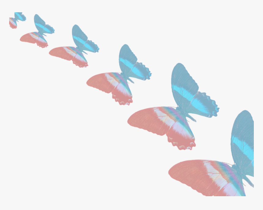 Lycaenid, HD Png Download