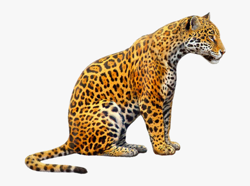 #jaguar #jagger #jaguars #tiger #tigers #cat #zoo #animals - Jaguar Png, Transparent Png