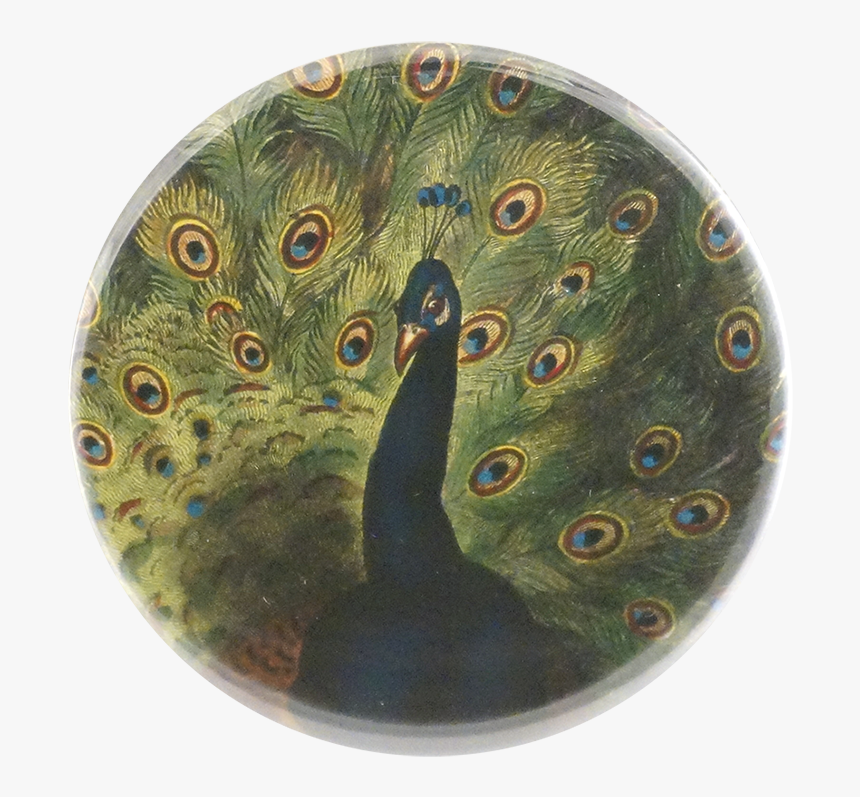 Peafowl, HD Png Download