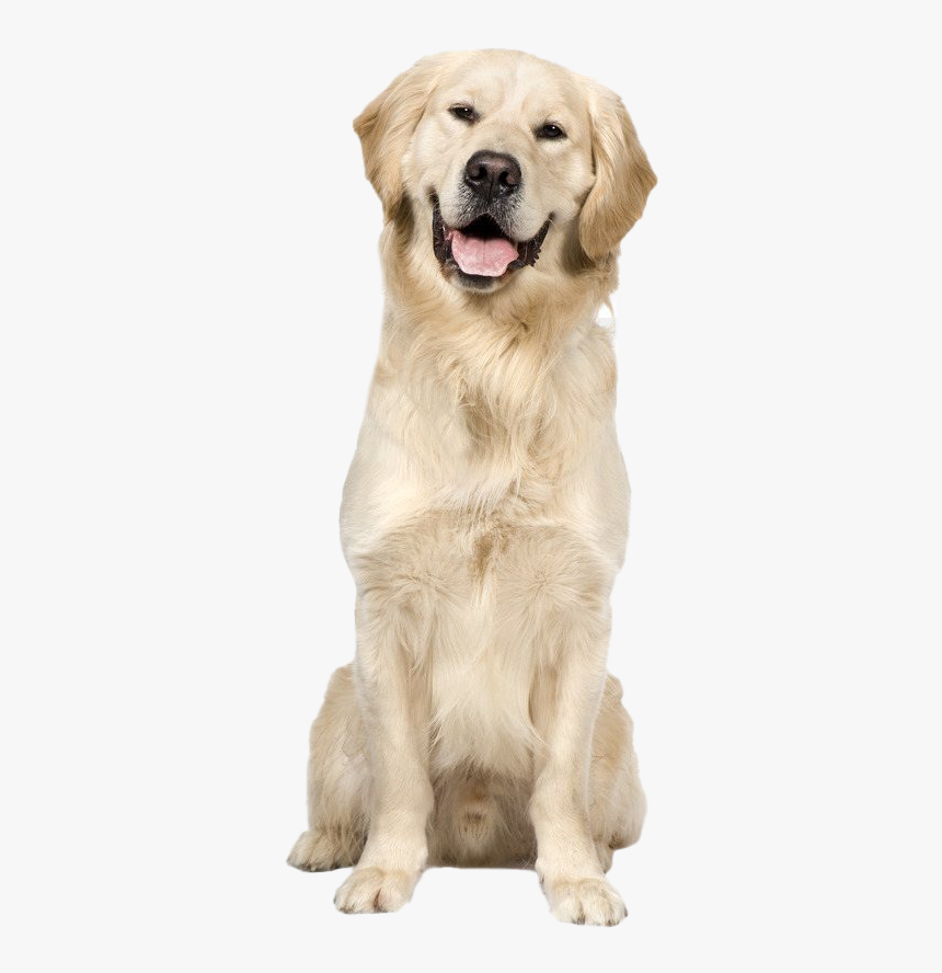 Golden Retriever Dog Png Image - Sitting Golden Retriever With Transparent Background, Png Download