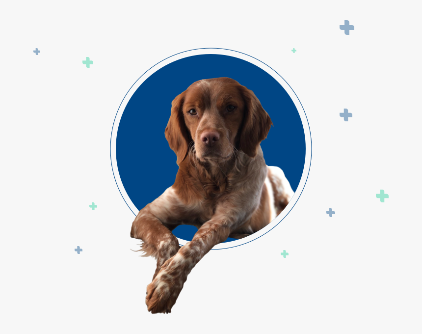 Dog, HD Png Download