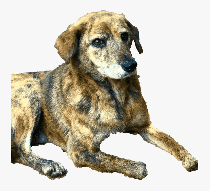 Samson The Taiwan Stray Lost Three Paws To Poachers - Mountain View Cur, HD Png Download