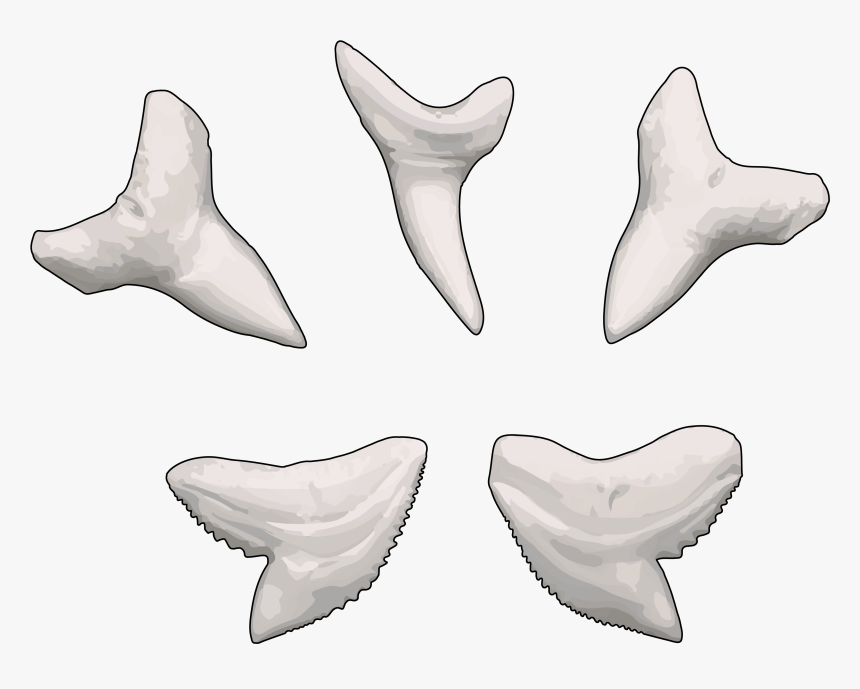 Transparent Tiburon Png - Diente De Tiburon Dibujo, Png Download