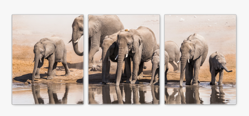 Save The Elephants, HD Png Download