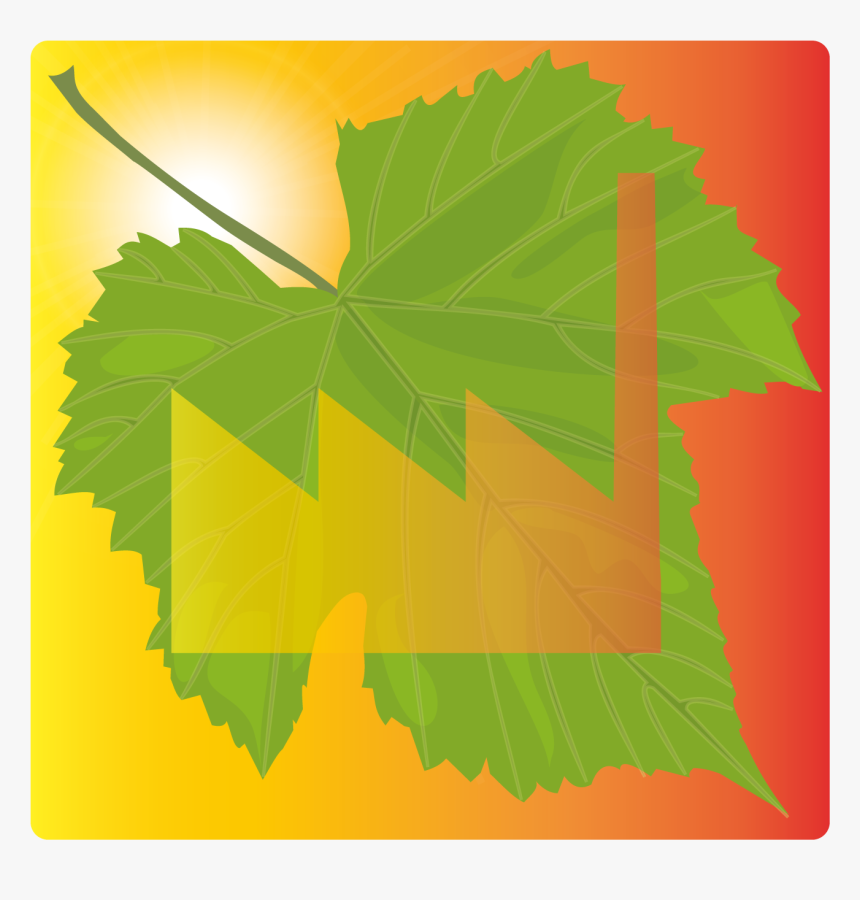 Maple Leaf, HD Png Download