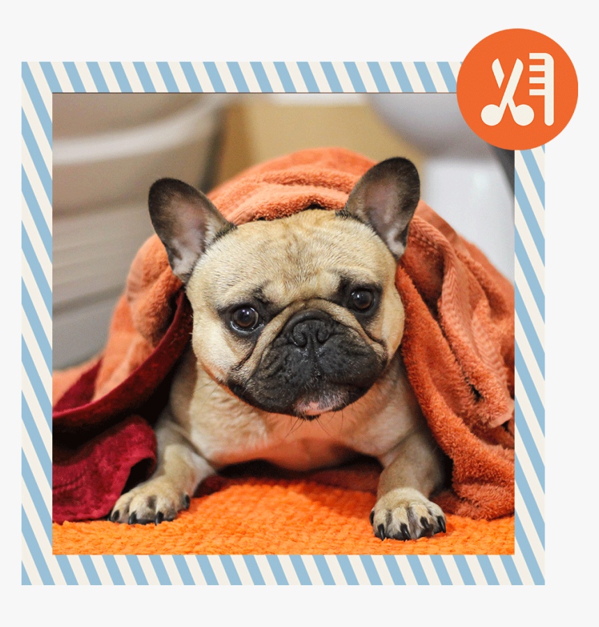 5 - Dog, HD Png Download