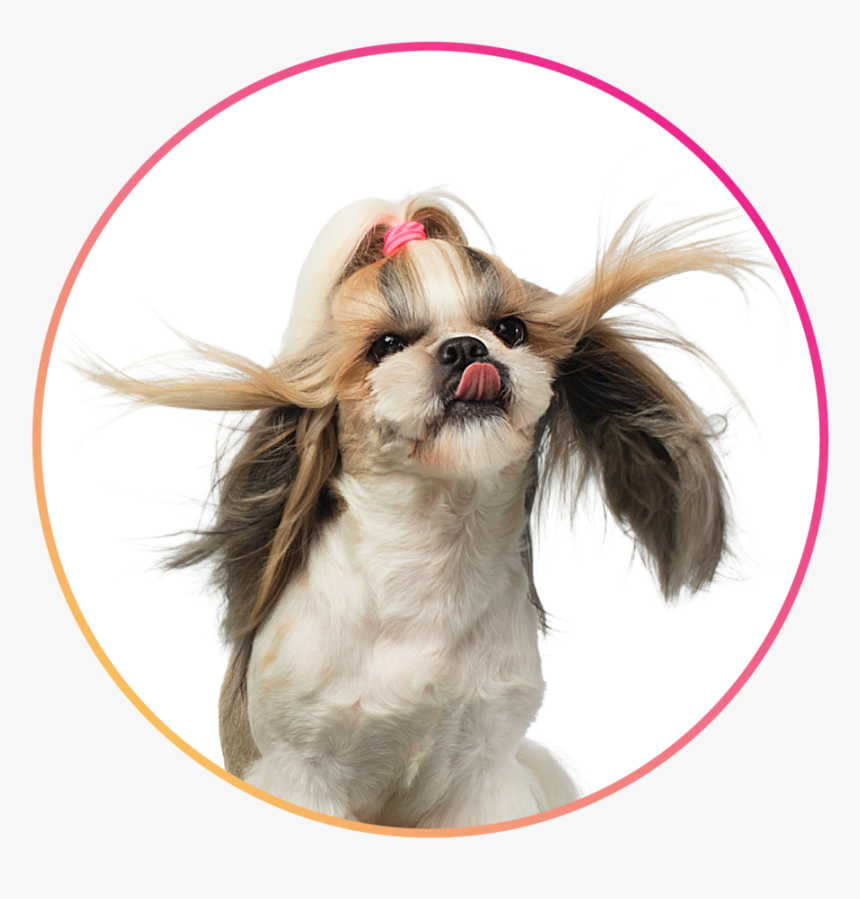 Services3 - Imagens Dia Do Tosador, HD Png Download