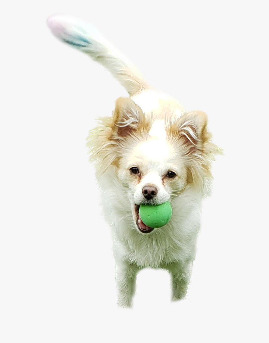 Dog Bath Png, Transparent Png