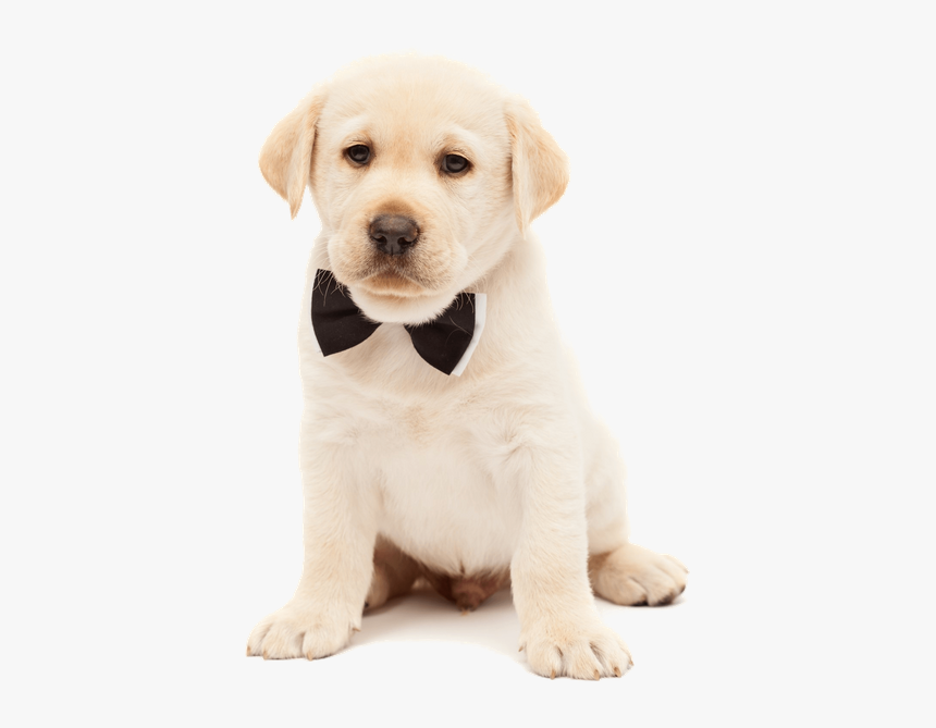 Dog, HD Png Download