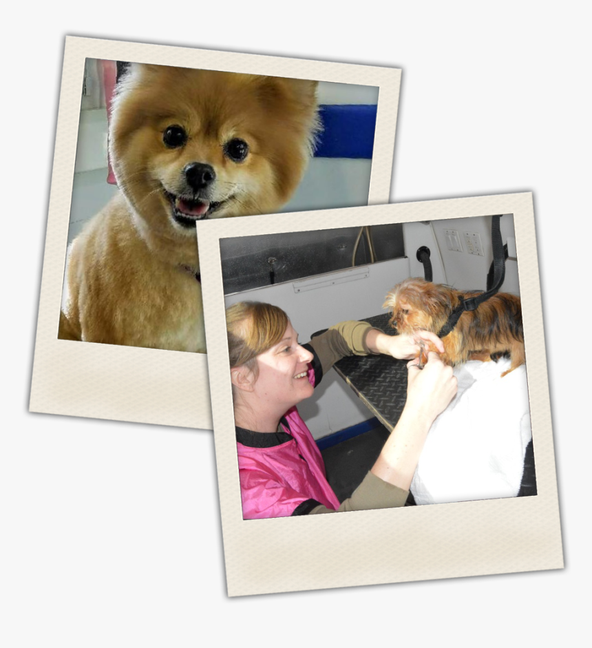 Companion Dog, HD Png Download