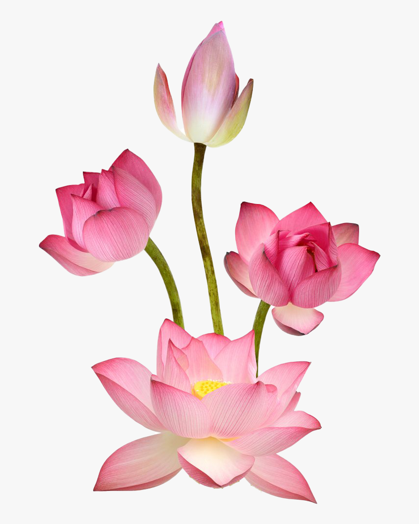 Pink Lotus Png Images - Sacred Lotus, Transparent Png