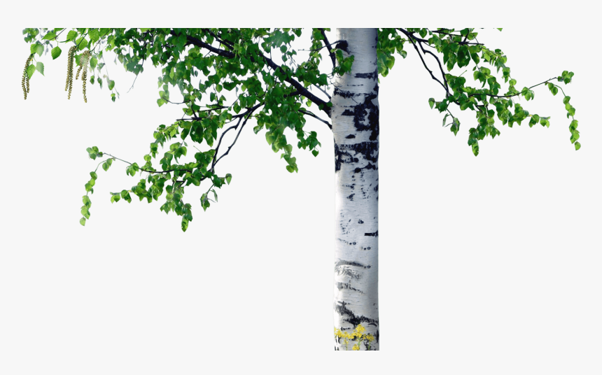 Береза Png, Transparent Png