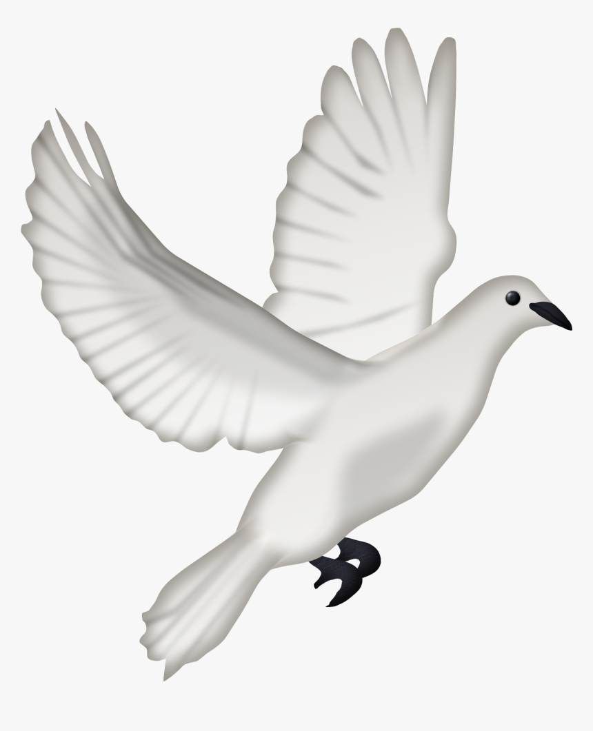 Dcd Ango Dove - Pigeon Png, Transparent Png