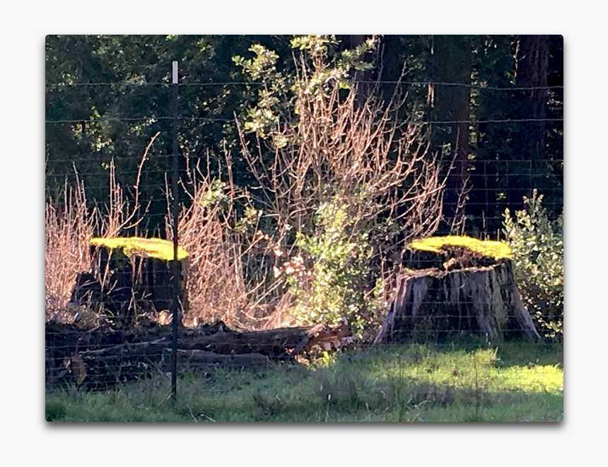 Tree Stump, HD Png Download