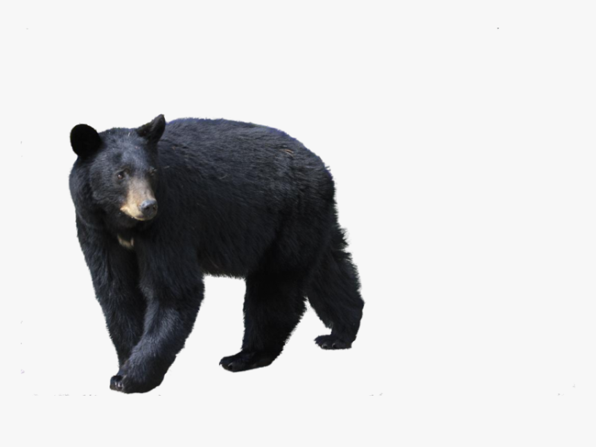 Black Bear Png, Transparent Png