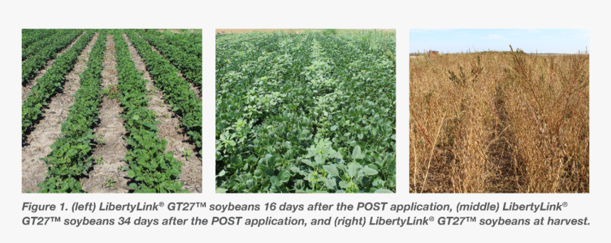 Cash Crop, HD Png Download