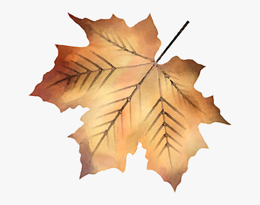 Maple Leaf, HD Png Download