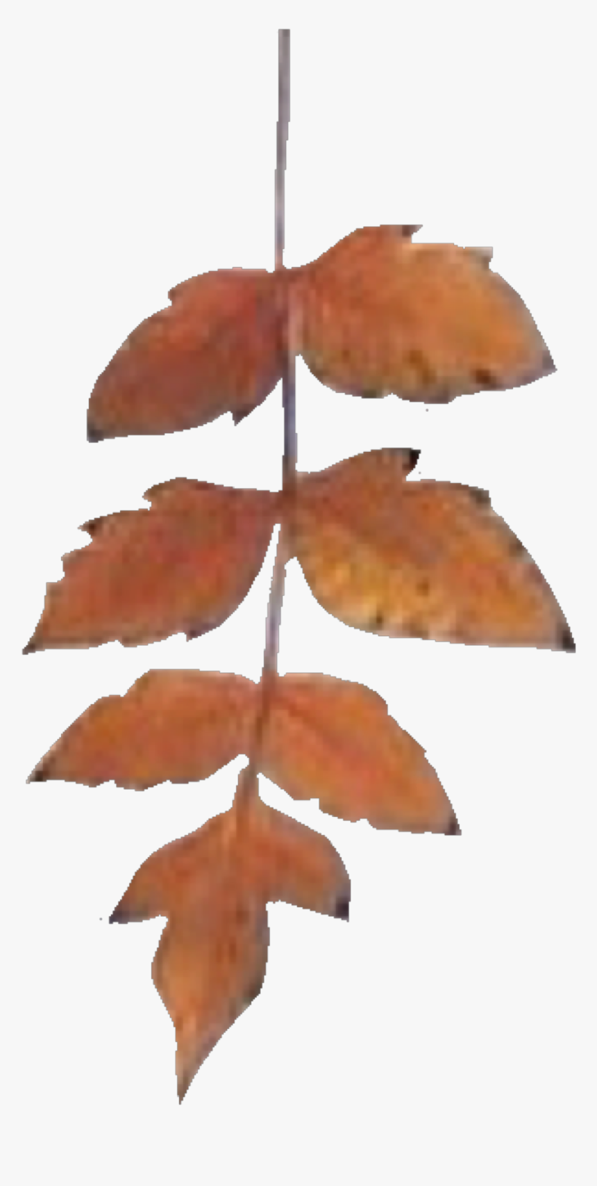 Maple Leaf, HD Png Download