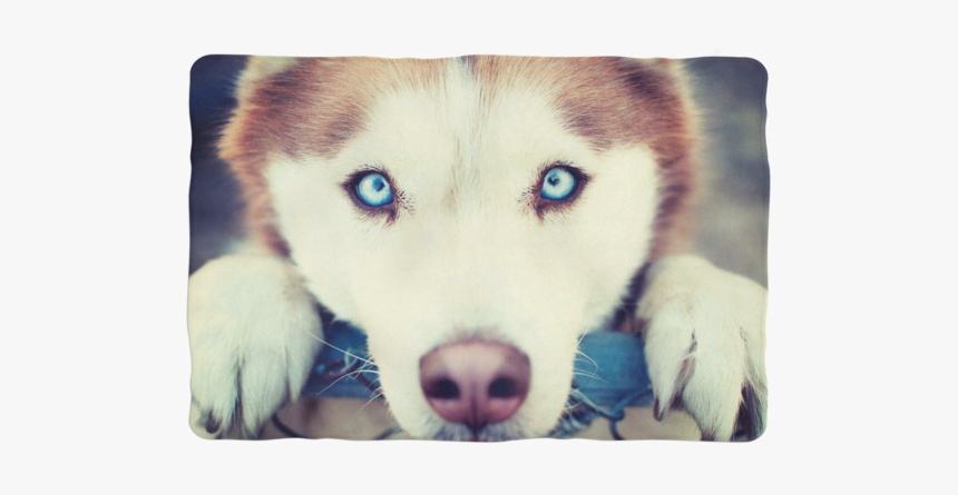 Brown Husky Wallpaper Hd, HD Png Download