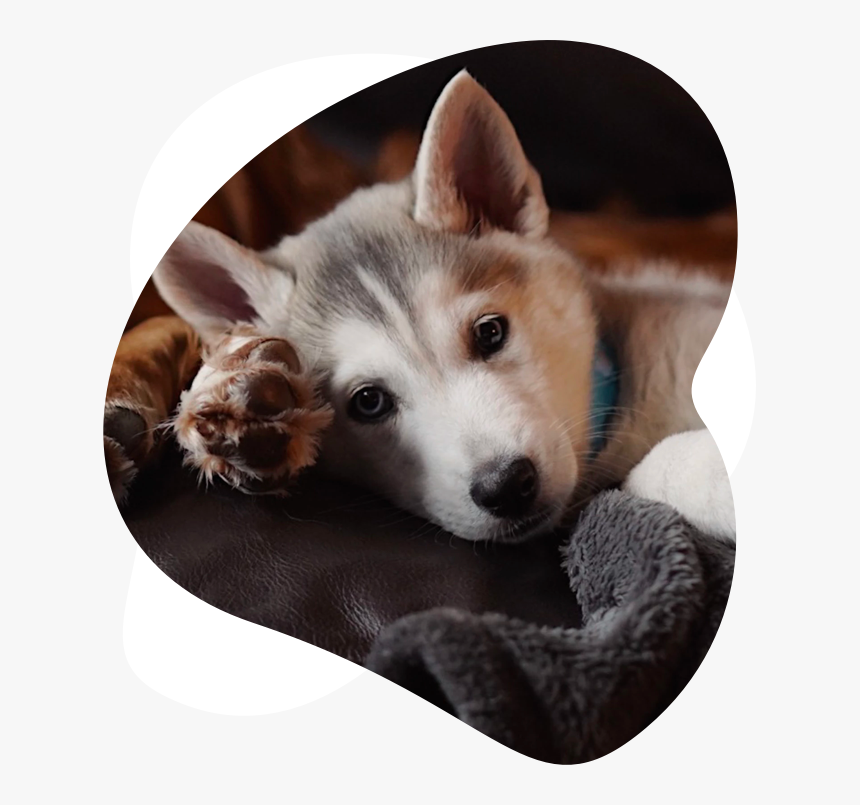 Sakhalin Husky, HD Png Download