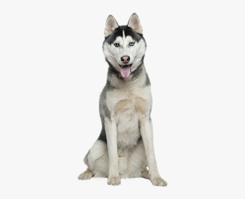 Siberian Husky Sitting, HD Png Download