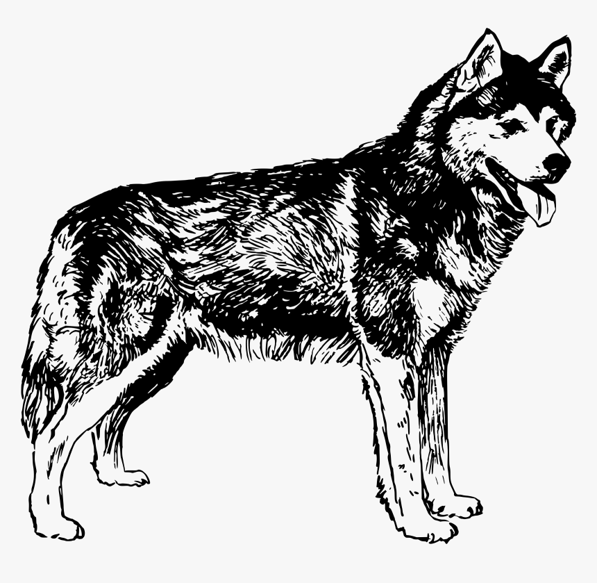 Husky Dog Clipart Graphic Library Library Clipart - Husky Black And White Png, Transparent Png