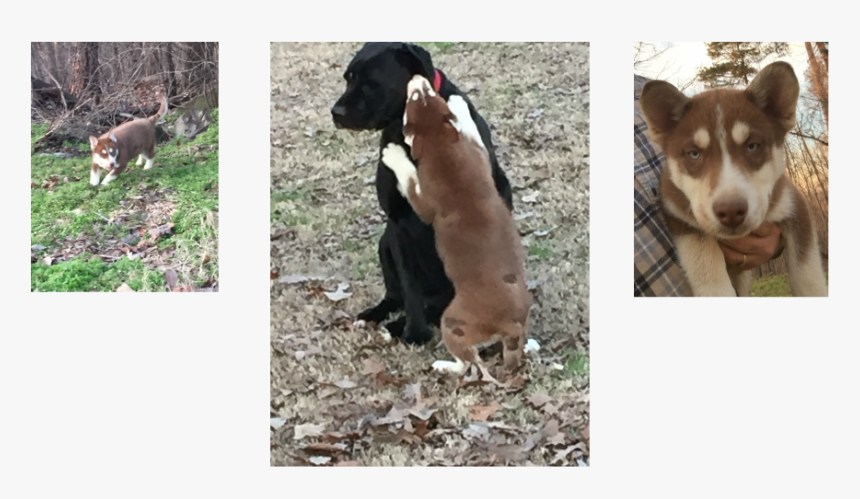 Siberian Husky Puppy - Teddy Roosevelt Terrier, HD Png Download