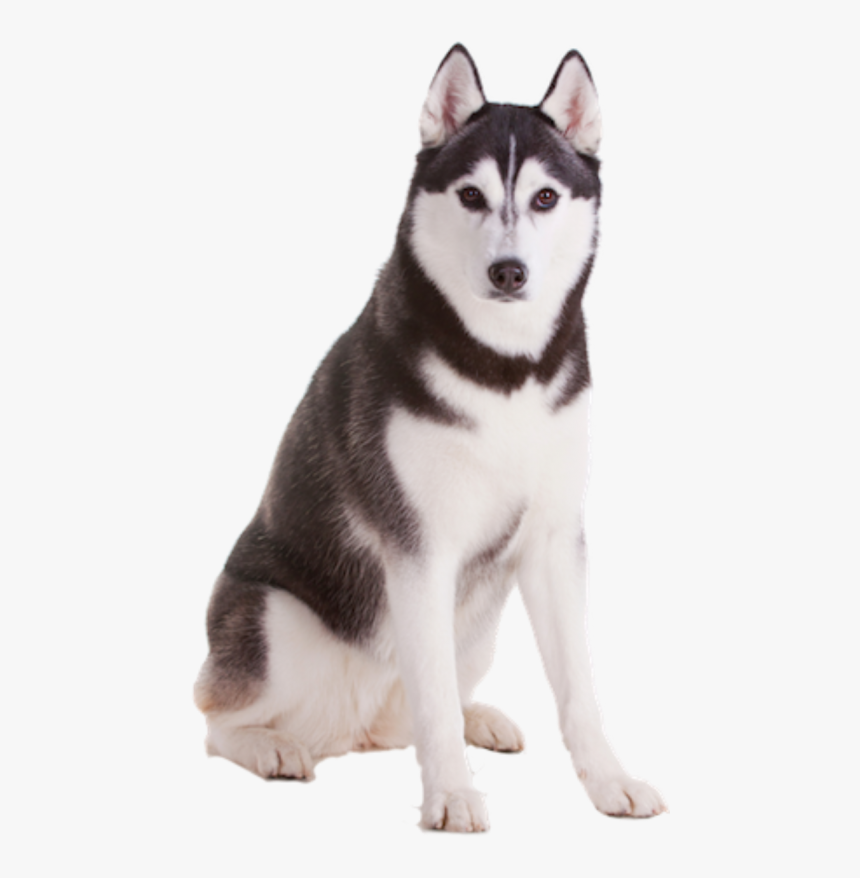 Husky Transparent Background, HD Png Download