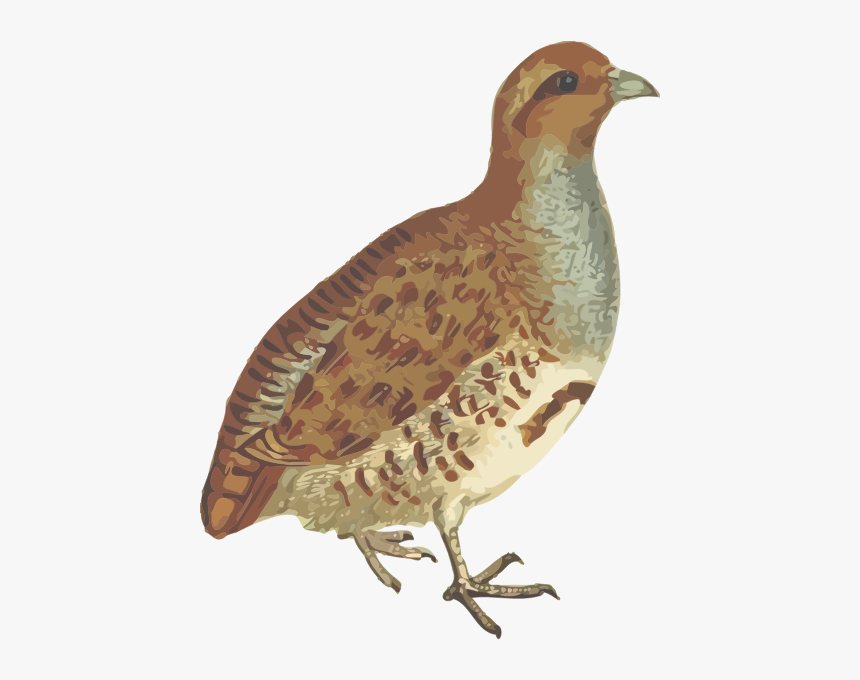 Grey Partridge - Gray Partridge Png, Transparent Png