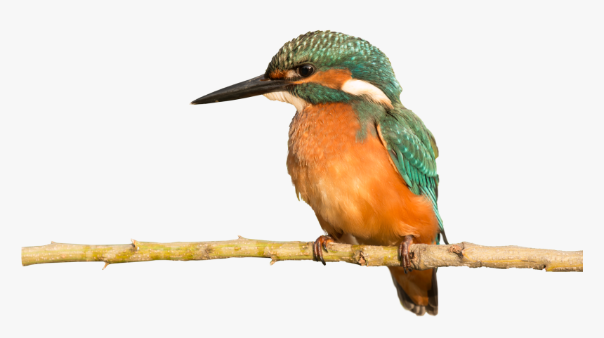 Coraciiformes, HD Png Download