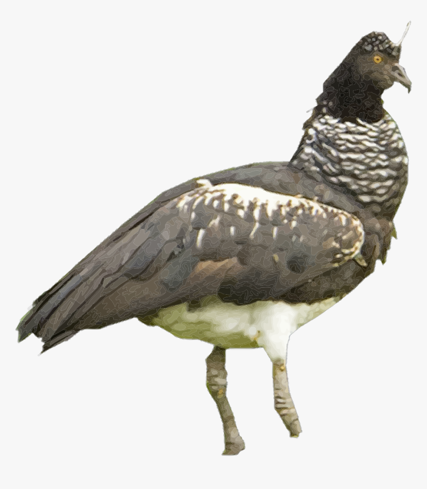 Horned Screamer White Background, HD Png Download