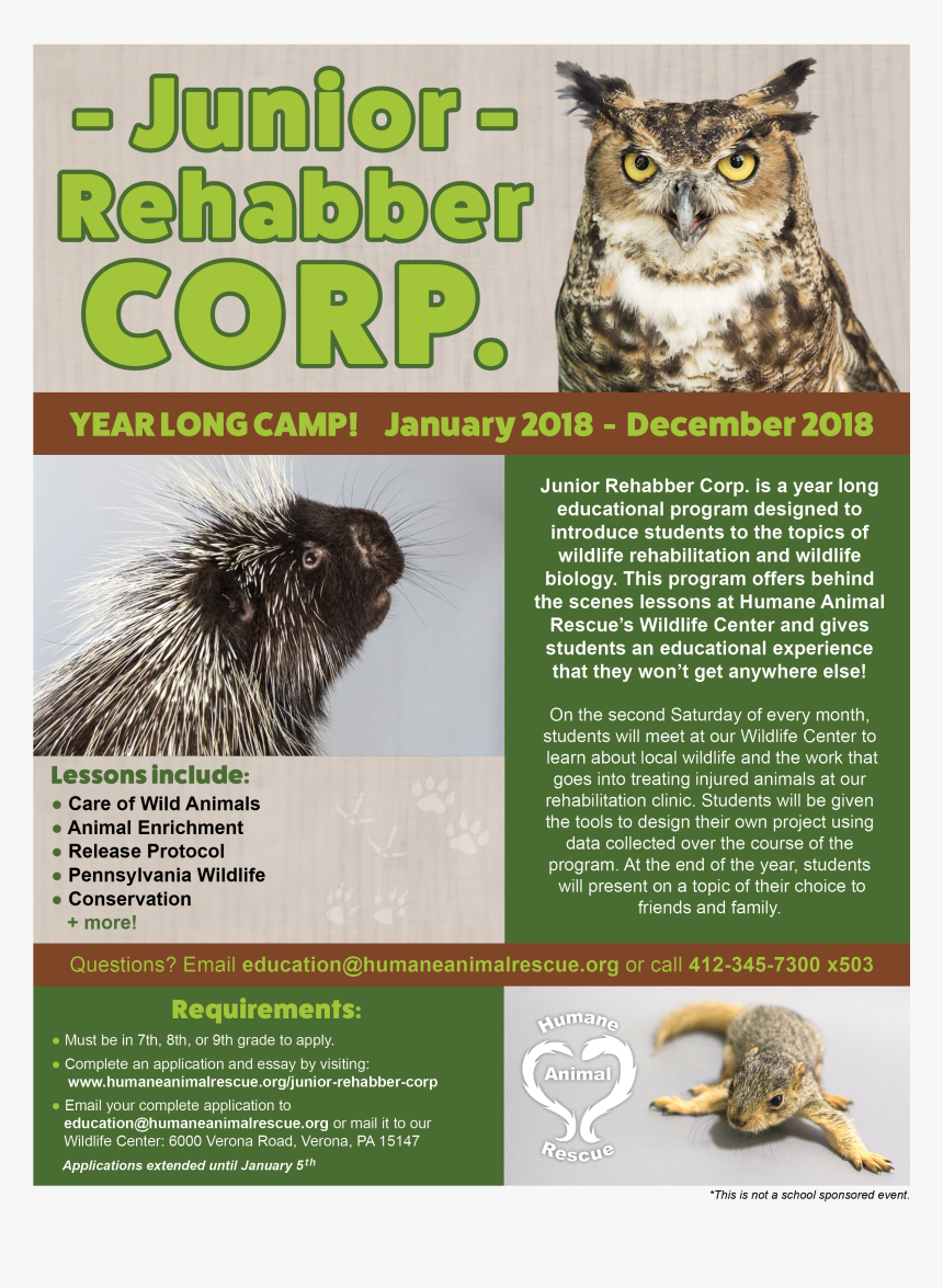 Transparent Wild Animals Png - Great Horned Owl, Png Download