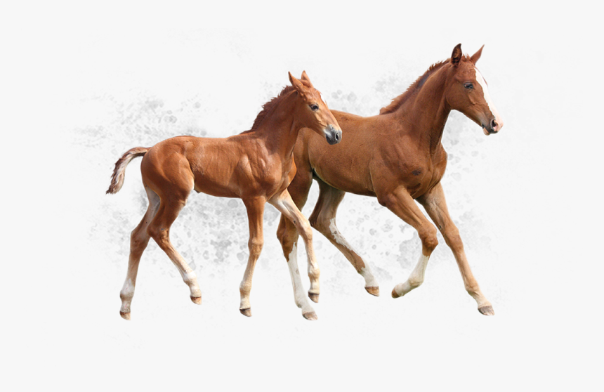 Foal, HD Png Download