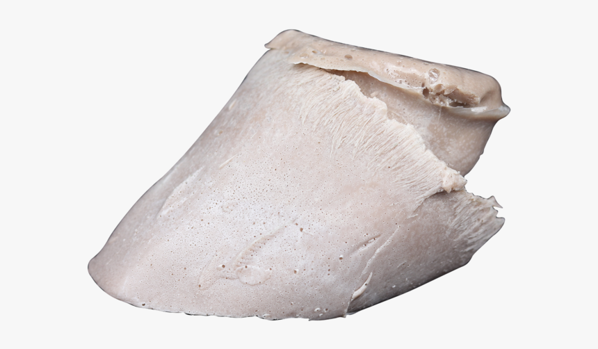 Foal Hoof Cast 2, HD Png Download