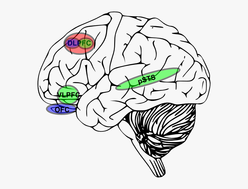 Clipart Brain, HD Png Download