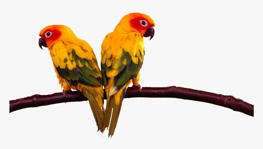 Lovebird Budgerigar Cockatoo Conure Two Parrots On - Sun Conure Png Flying, Transparent Png