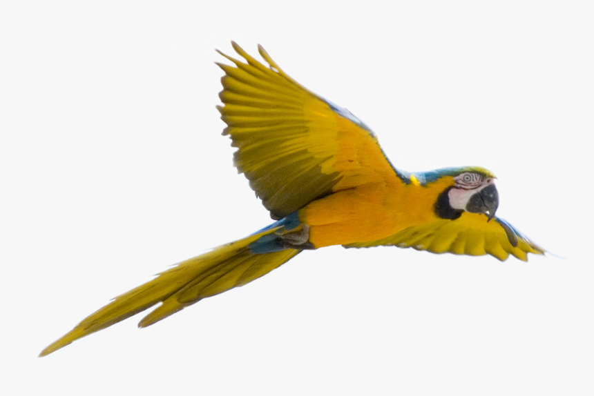Flying Bird Transparent Background, HD Png Download