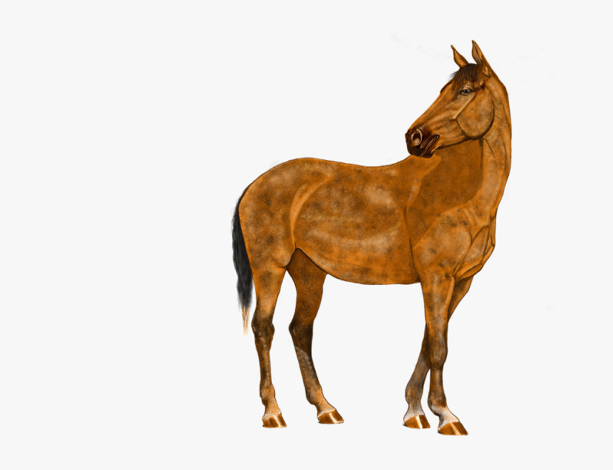 Grafik Pferd, HD Png Download