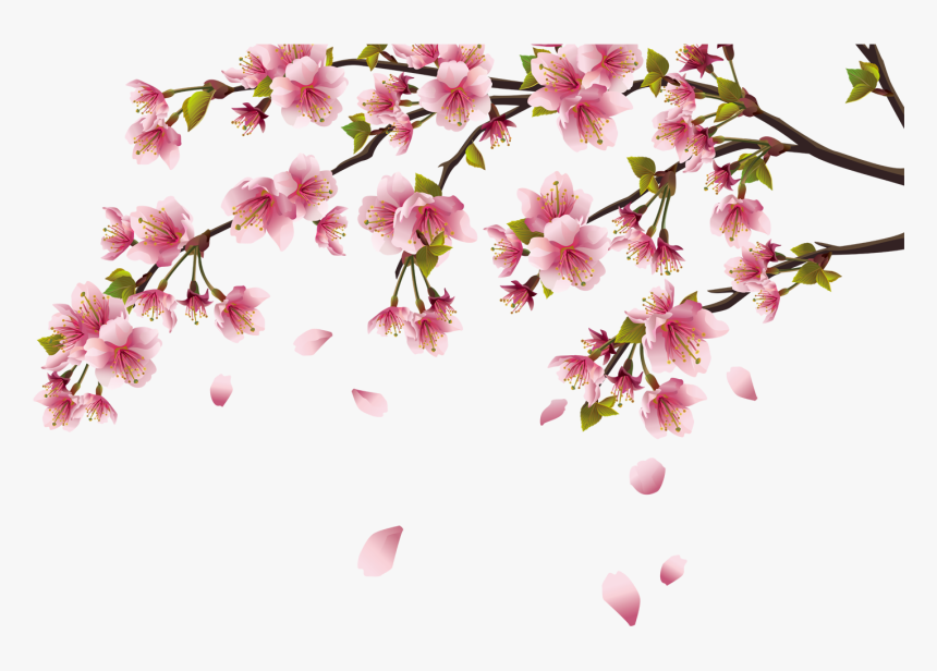 Peach Blossom Png - Cherry Blossom Png, Transparent Png