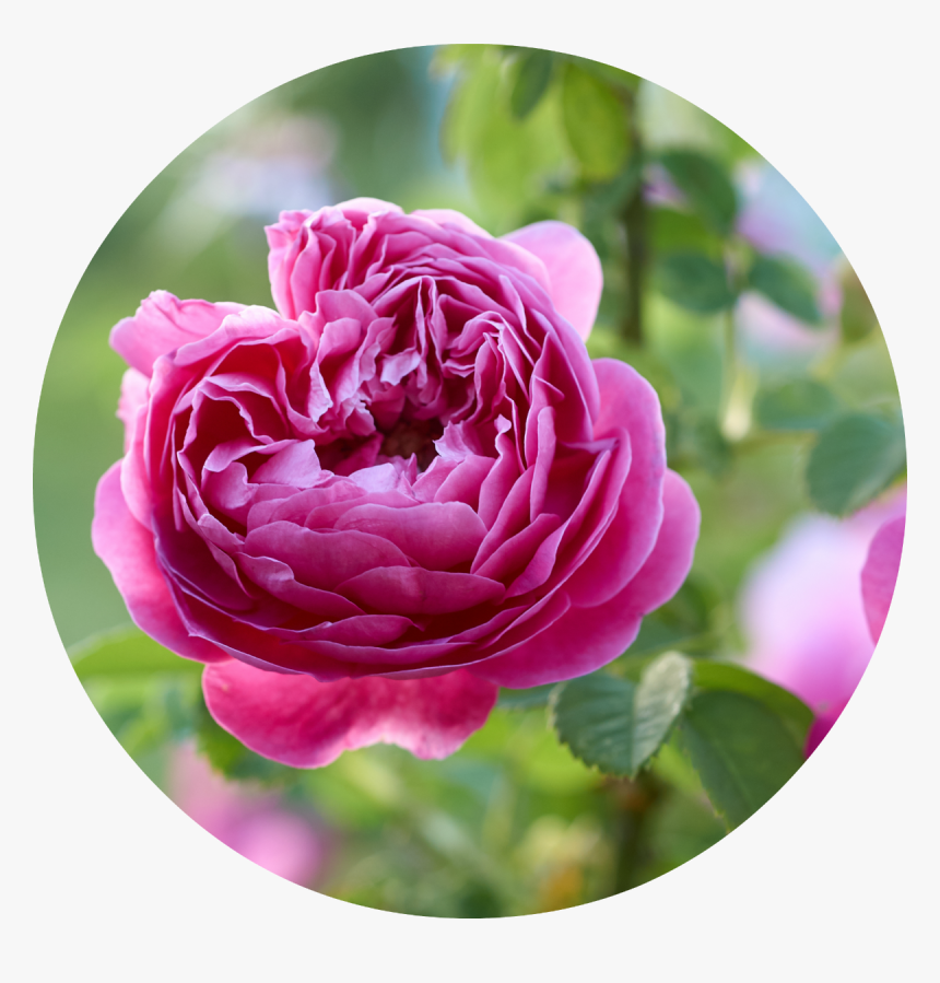 Rose De Mai Png, Transparent Png