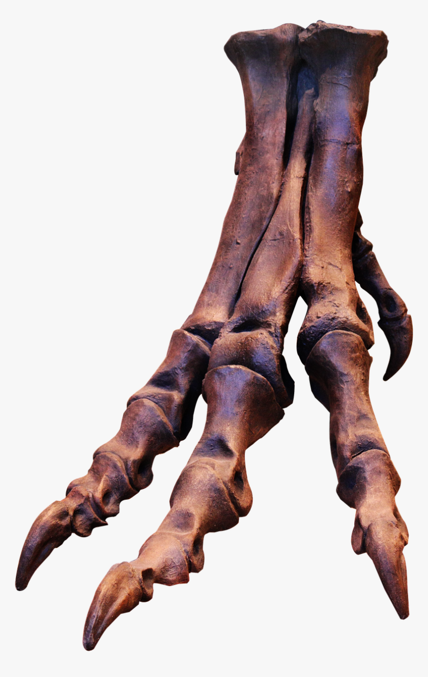 T Rex Foot Skeleton, HD Png Download