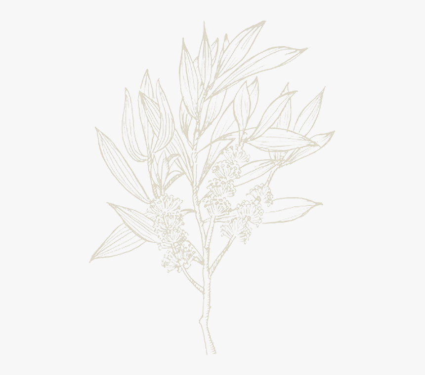 Sketch, HD Png Download