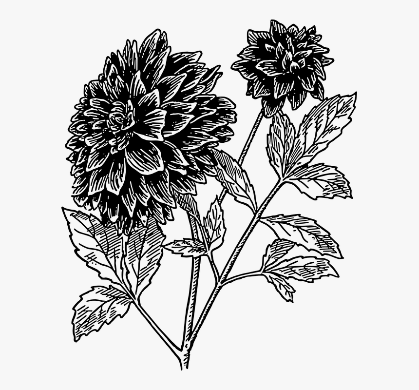 Dahlia Vector Png - Line Drawing Dahlia Flower, Transparent Png