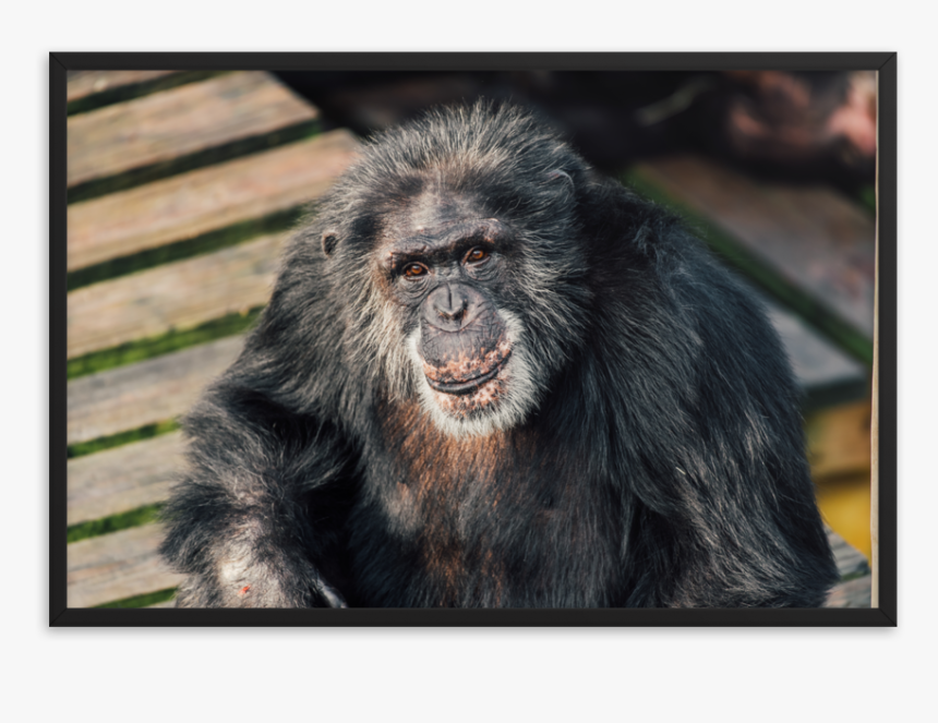 Macaque, HD Png Download